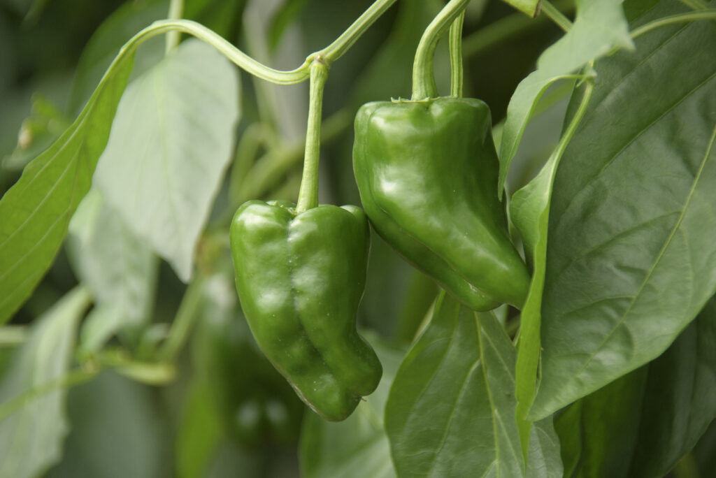 成長したピーマン