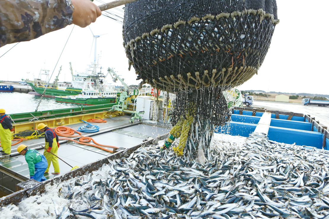 魚の水揚げの様子