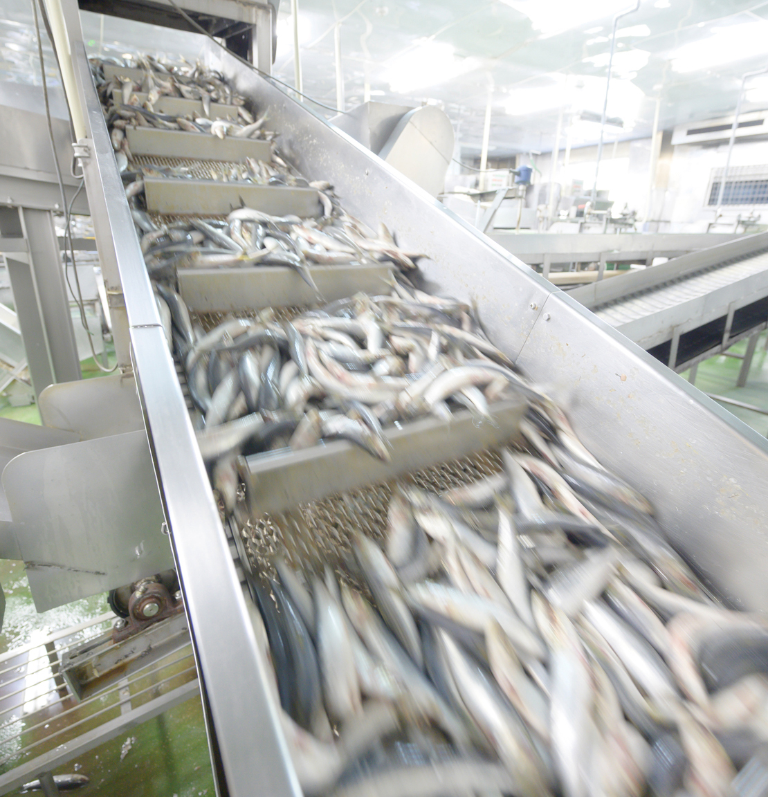魚をカット