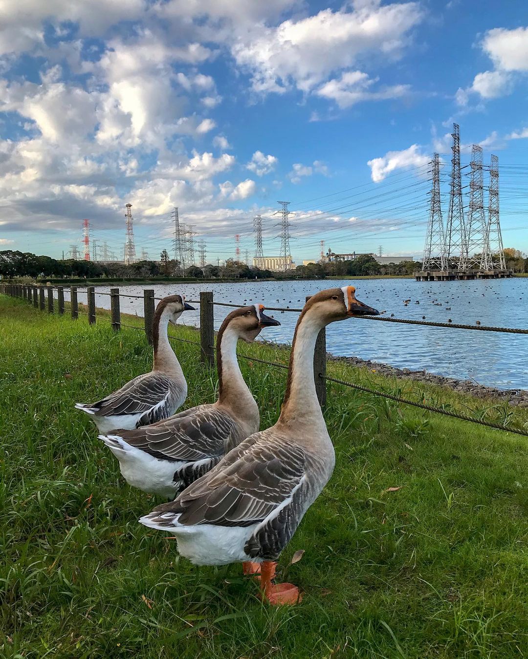 池を見つめる三羽の鳥