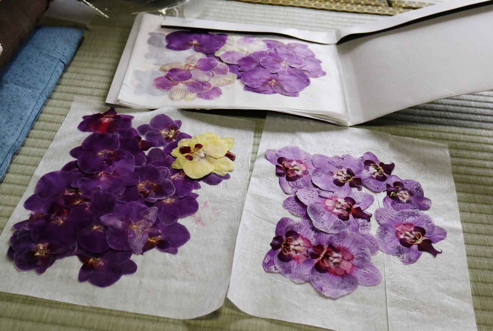 押し花アートの素材