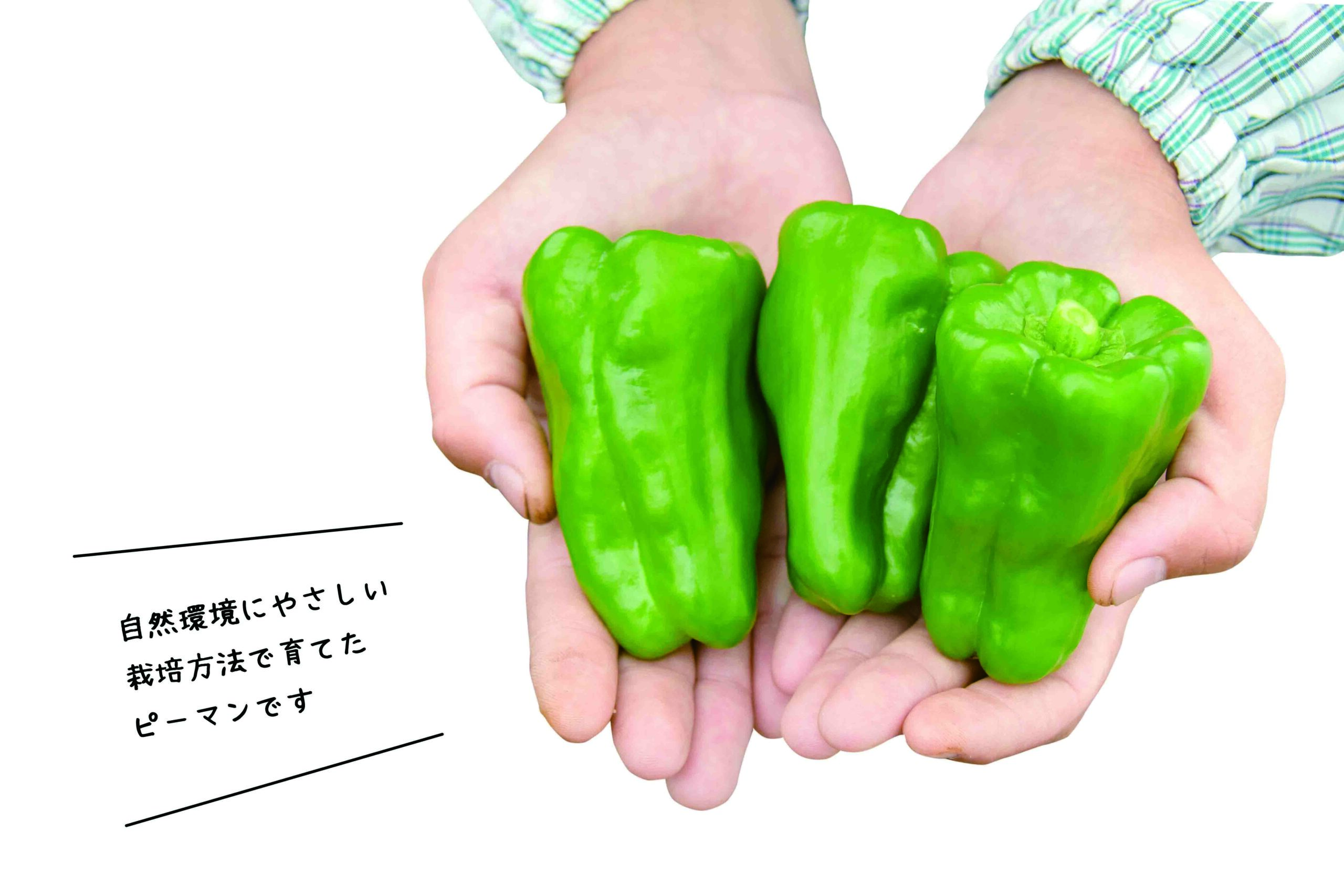 環境にやさしいピーマン