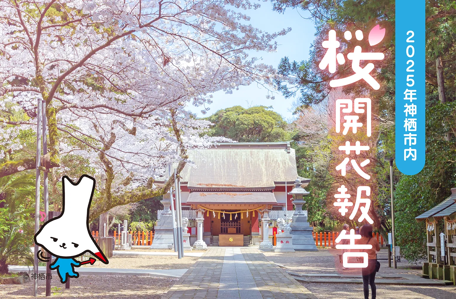 桜神様　25日頃 西方寺の中日桜 お彼岸の頃に咲く桜 2025年見頃時期と開花状況