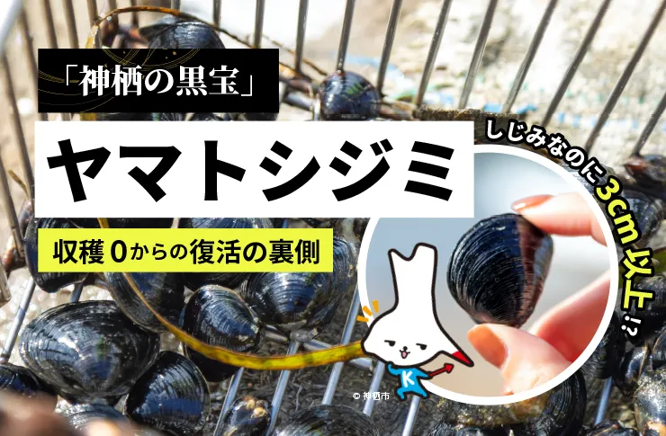 日本一を誇った利根川のヤマトシジミの軌跡 - 神栖市魅力情報発信