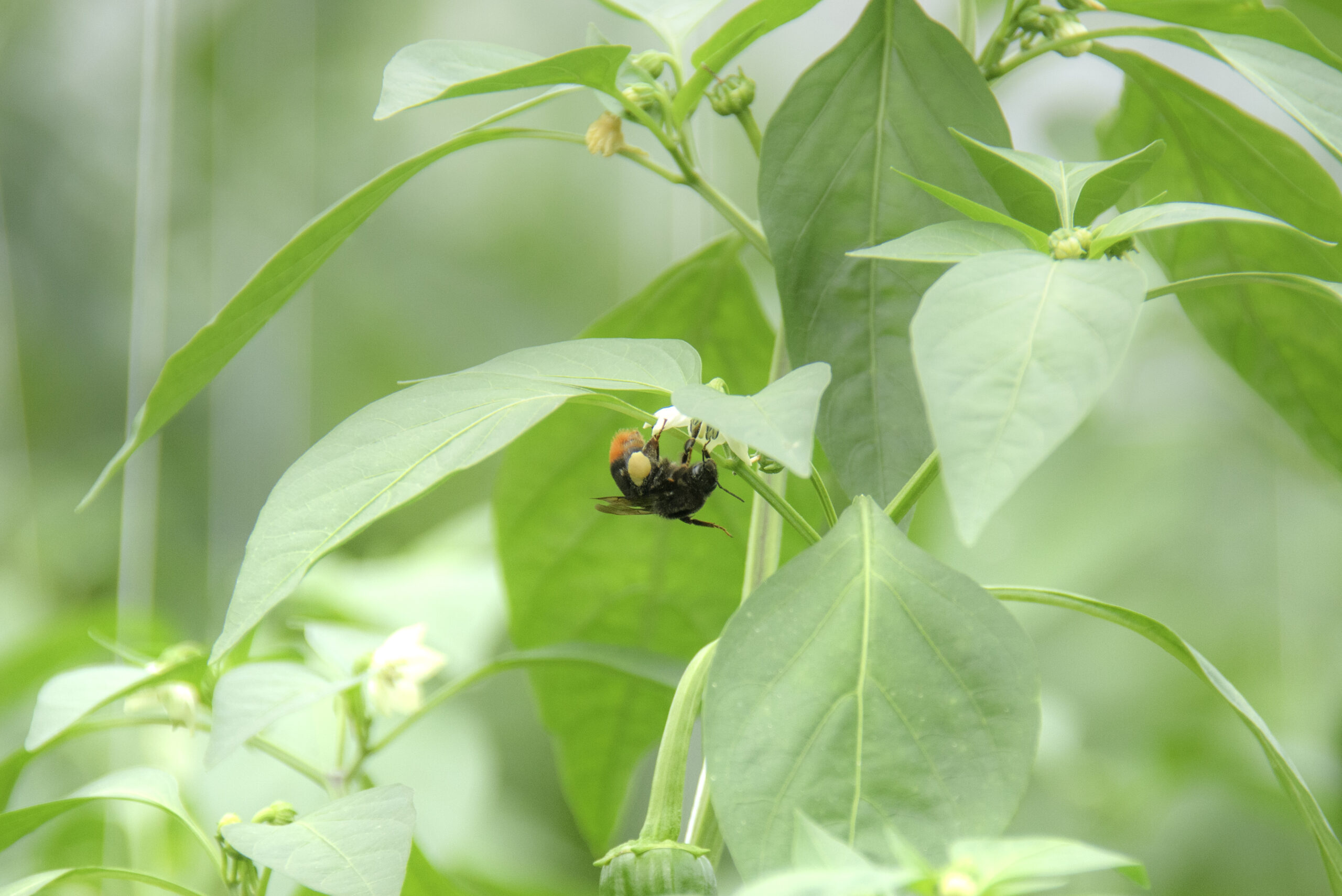 花粉を運ぶハチ