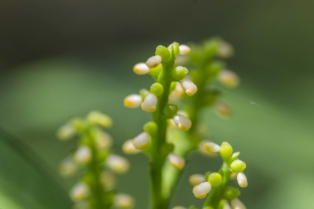 センリョウの花